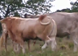 Two nice cows having amazing doggy style sex