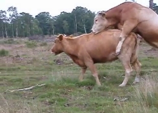 Two wild cows have nice sex in forest
