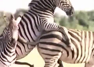 Two zebras are screwing in doggy style pose
