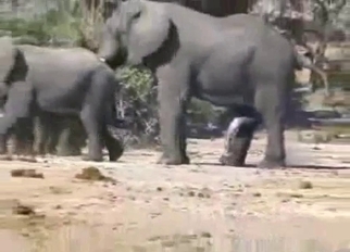 Wild elephants having amazing sex