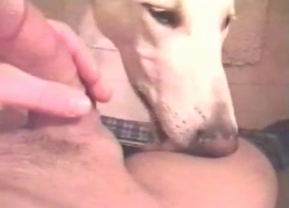 Stunning doggy is sucking a hard dick