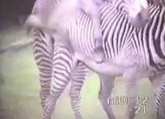 Zebra has a very massive hard boner
