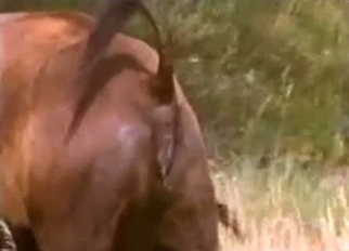 Buffalos having nice wild sex in forest