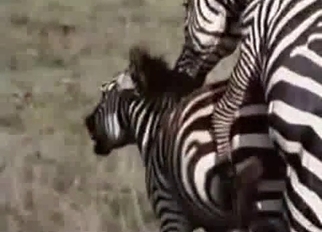 Stunning zebras having amazing zoophile sex