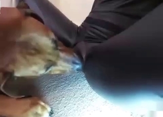 Gorgeous dog licks her wide-opened crack