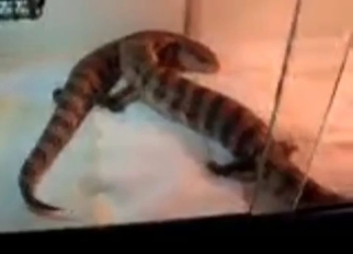 Two reptiles have amazing sex action