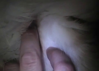 Playing with amazing anus of my sexy dog