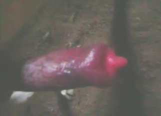 Cute and small red dick of a doggy
