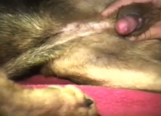 Fucking Dog Vagina