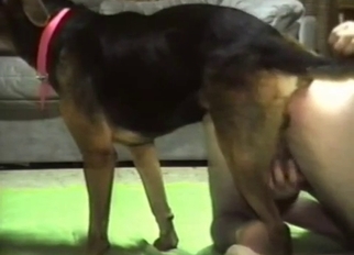 Young shepherd really likes her wet vagina