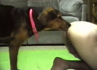 Young shepherd really likes her wet vagina