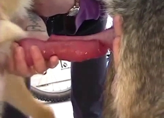 Two dogs and their hard red cocks
