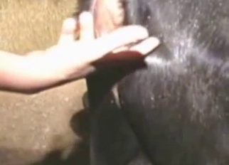 Farm animal nicely fucked in the barn