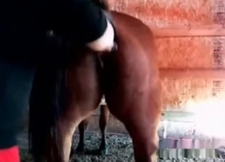Sexy brown horse in passionate bestiality XXX