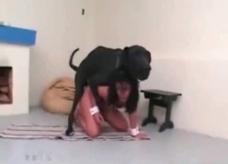 Dog nicely pounds her hole from behind