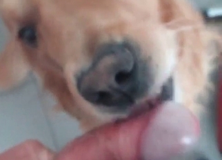 Cute doggy is licking a huge loaded dick