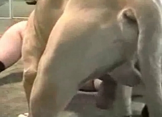 Muscled doggy nicely pounds her wet hole