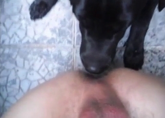 Cute trained dog licks his loaded boner