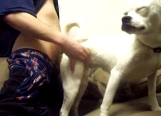 White dog sucking a huge dick of my hubby