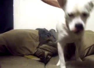 White dog sucking a huge dick of my hubby