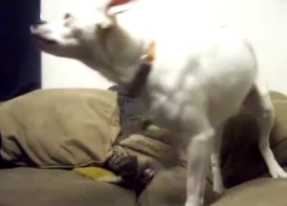White dog sucking a huge dick of my hubby