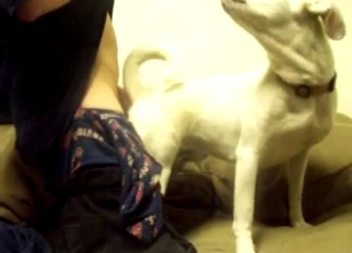 White dog sucking a huge dick of my hubby