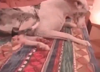 White dog hardly fucked by zoophile lover