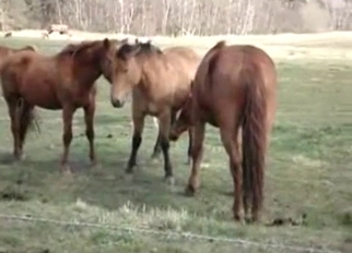 Three nice horses in amazing bestiality XXX