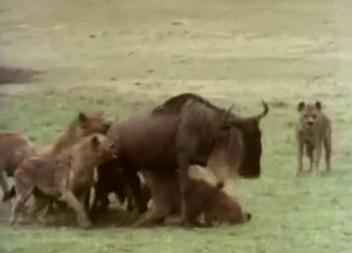 Wild dogs have amazing amateur bestiality XXX