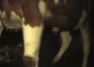 Nice bull has a very small dick