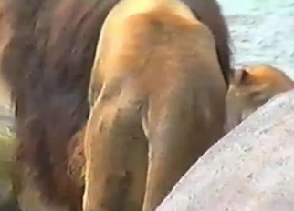 Lion fucked his girlfriend in the local zoo