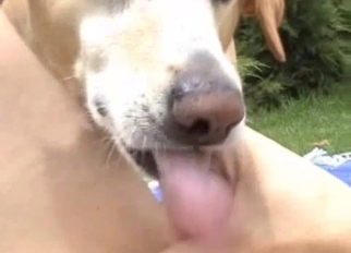 Cute dog licks my loaded hard boner