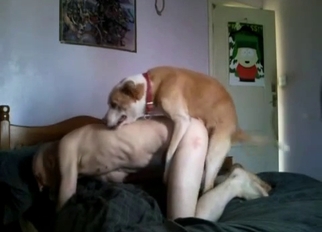 Dog fucked a filthy bald male from behind