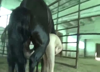 This black stallion has a very nice boner