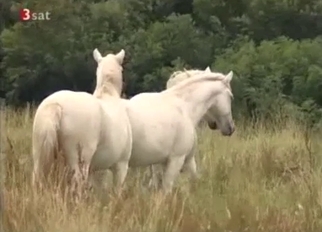 Sexy white ponies in amazing bestiality XXX