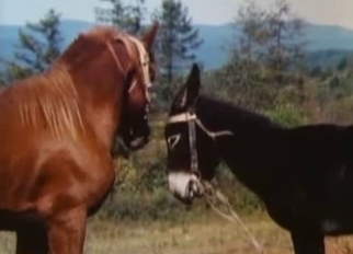 Stunning stallion fucked a pony from behind