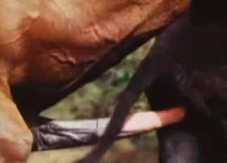 Stunning stallion fucked a pony from behind