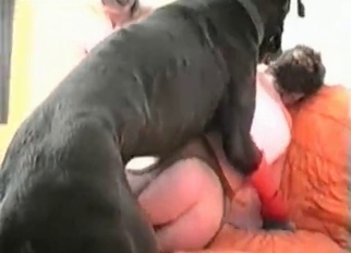 Passionate black dog licks her wet hole