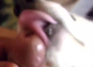 Cute white doggy is sucking a dick