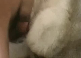 White dog nicely fucked in missionary pose