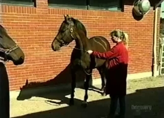 Cute trained horse in bestiality XXX mov
