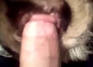 Awesome anal sex action with my labrador