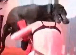 Amazing black dog hardly fucked her hole