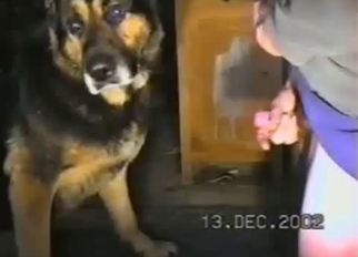 Good trained shepherd and nice zoophile