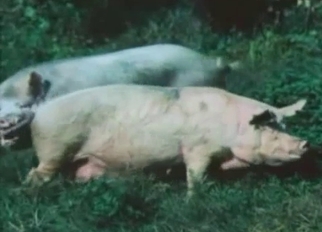 Two nasty pigs having dirty sex