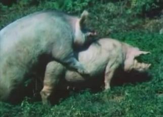 Two nasty pigs having dirty sex