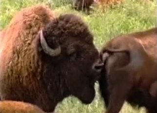 Buffalos having nice wild sex in forest