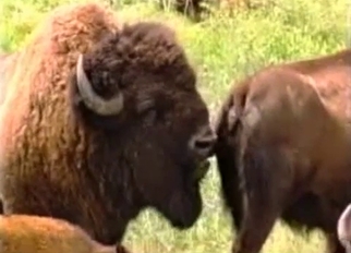 Buffalos having nice wild sex in forest