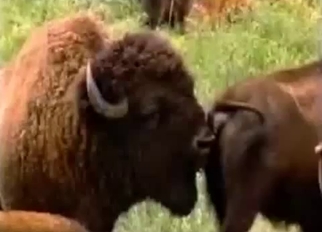 Buffalos having nice wild sex in forest