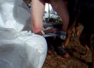 Jerking my dick to cum on dog face